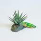 Preview: Lucky Reptile Tiger Aloe